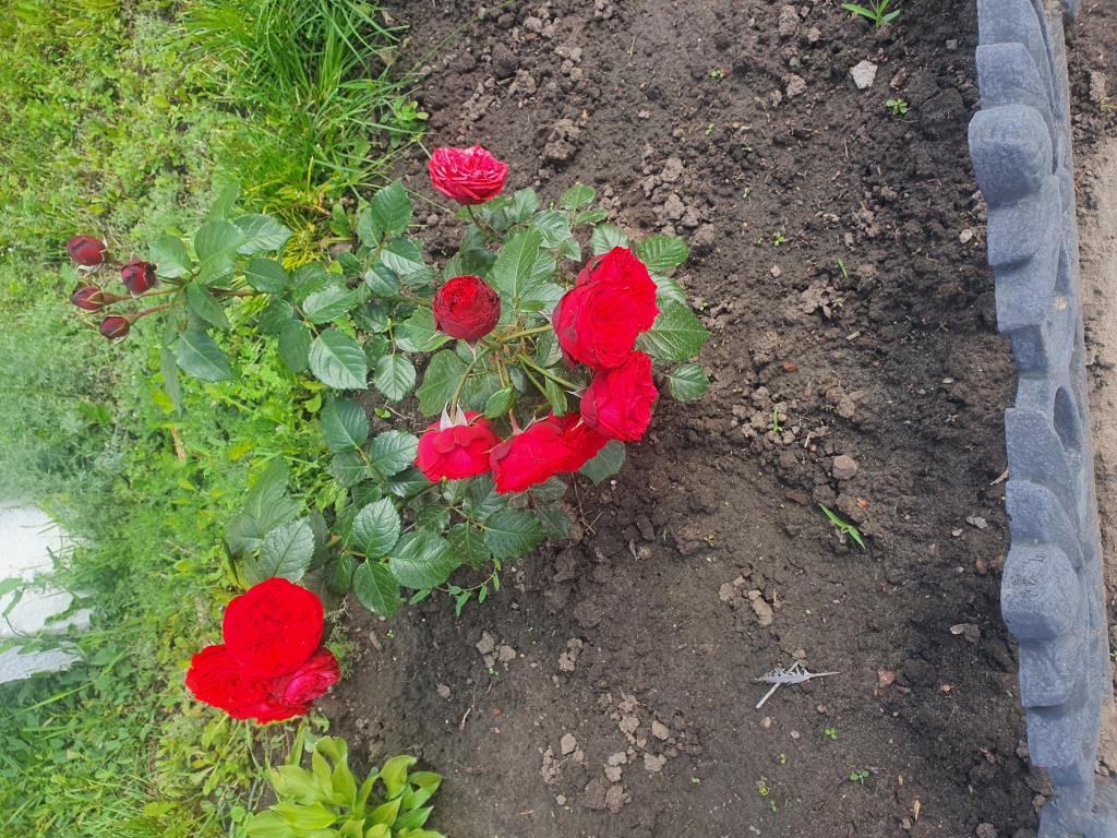 Территория после ремонта - фото 12